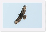 3 hiirihaukka Buteo buteo 5492 * 900 x 600 * (192KB)